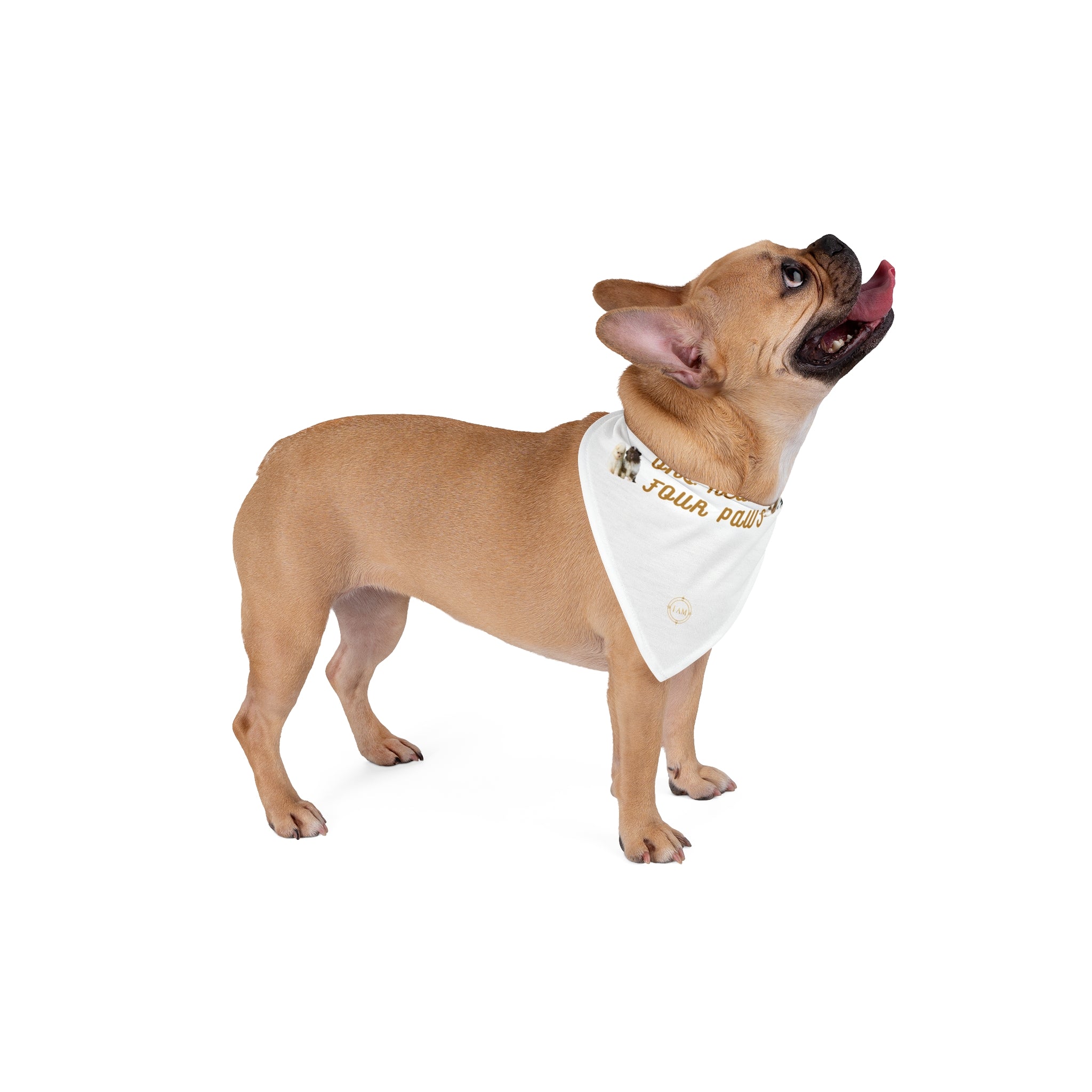Pet Bandana — "One Heart, Four Paws" Dog & Cat Bandana, Cute Pet Accessory for Walks & Photos
